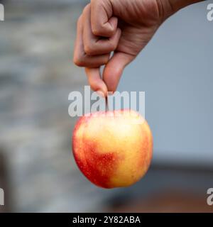 Die Hand eines Kindes hält einen Apfel sanft am Stiel und zeigt seine leuchtenden roten und gelben Farben. Der Fokus auf den Apfel und die kleine Hand betont t Stockfoto