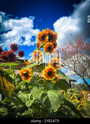 Schöne Sonnenblumen an einem Herbsttag Stockfoto