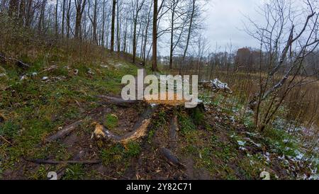 Ein Waldweg bedeckt mit gefallenen Blättern und Baumstumpf in der Mitte. Umgeben von Bäumen im frühen Winter mit einer leichten Schneestäubung. Stockfoto