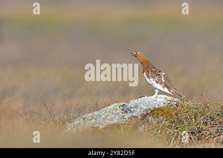 Ein männlicher Weidenscheibenschwanger (Lagopus lagopus), der auf einem Felsen thront. Stockfoto