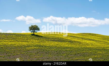 Einsamer Olivenbaum auf dem Hügel und gelbe Blumen auf dem Feld. Ein paar flauschige Wolken am Himmel. Toskana, Italien. Stockfoto