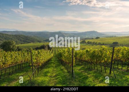 Landschaft der Weinberge Morellino di Scansano im Herbst. Im Hintergrund das Dorf Montiano. Maremma, Provinz Grosseto, Toskana reg Stockfoto