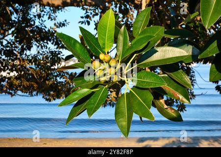 Die Früchte und das Laub eines Feigenbaums in der Moreton Bay, Ficus macrophylla, am Ufer der Freshwater Bay am Swan River in Perth, Western Australia. Stockfoto