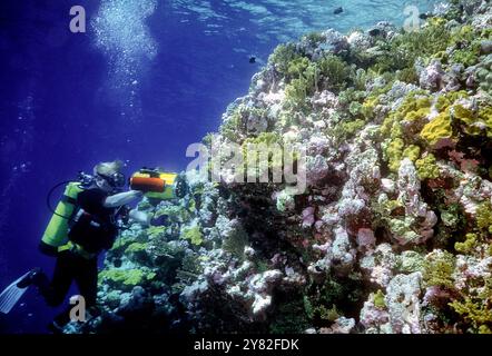 Unterwasser-Videofilme in kristallklarem Wasser und Taucherwachstum von Steinkorallen und roten Kalkalgen am Flinders Reef („Lonely Ael“), Korallenmeer. Stockfoto