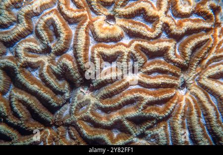 Nahaufnahme der gelappten Hirnkoralle (Lobophyllia sp., wahrscheinlich L. radians) aus Agincourt Reef, Great Barrier Reef, Australien. Stockfoto