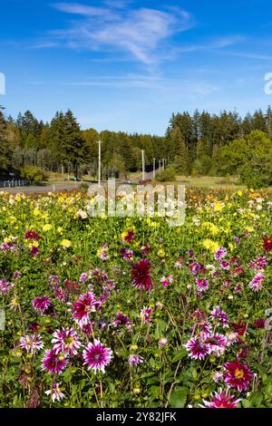 Du wählst Dahlias auf der Lynch Creek Farm auf der Olympic Peninsula, Washington State, USA [keine Veröffentlichungen; nur redaktionelle Lizenzierung] Stockfoto