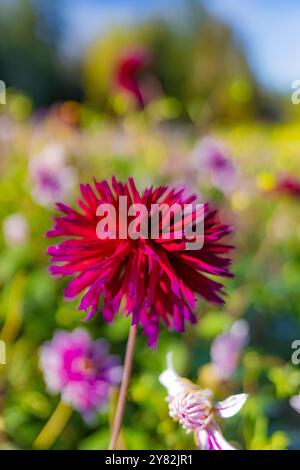 Du wählst Dahlias auf der Lynch Creek Farm auf der Olympic Peninsula, Washington State, USA [keine Veröffentlichungen; nur redaktionelle Lizenzierung] Stockfoto