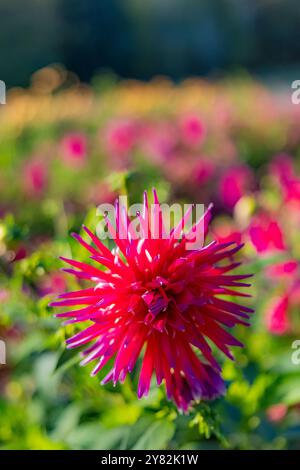 Du wählst Dahlias auf der Lynch Creek Farm auf der Olympic Peninsula, Washington State, USA [keine Veröffentlichungen; nur redaktionelle Lizenzierung] Stockfoto