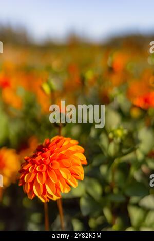 Du wählst Dahlias auf der Lynch Creek Farm auf der Olympic Peninsula, Washington State, USA [keine Veröffentlichungen; nur redaktionelle Lizenzierung] Stockfoto