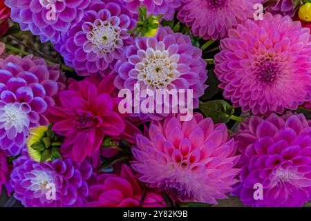 Du wählst Dahlias auf der Lynch Creek Farm auf der Olympic Peninsula, Washington State, USA [keine Veröffentlichungen; nur redaktionelle Lizenzierung] Stockfoto