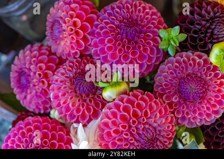 Du wählst Dahlias auf der Lynch Creek Farm auf der Olympic Peninsula, Washington State, USA [keine Veröffentlichungen; nur redaktionelle Lizenzierung] Stockfoto