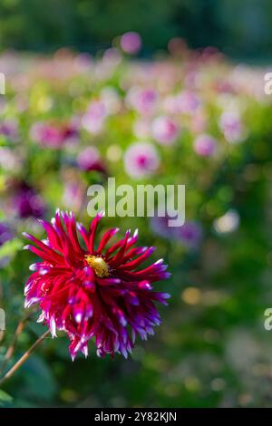 Du wählst Dahlias auf der Lynch Creek Farm auf der Olympic Peninsula, Washington State, USA [keine Veröffentlichungen; nur redaktionelle Lizenzierung] Stockfoto