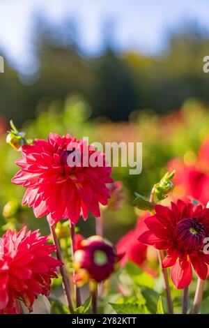 Du wählst Dahlias auf der Lynch Creek Farm auf der Olympic Peninsula, Washington State, USA [keine Veröffentlichungen; nur redaktionelle Lizenzierung] Stockfoto