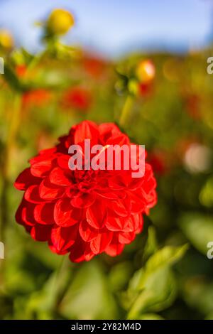 Du wählst Dahlias auf der Lynch Creek Farm auf der Olympic Peninsula, Washington State, USA [keine Veröffentlichungen; nur redaktionelle Lizenzierung] Stockfoto