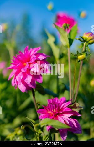 Du wählst Dahlias auf der Lynch Creek Farm auf der Olympic Peninsula, Washington State, USA [keine Veröffentlichungen; nur redaktionelle Lizenzierung] Stockfoto