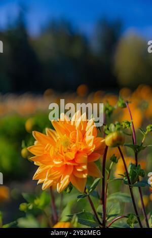 Du wählst Dahlias auf der Lynch Creek Farm auf der Olympic Peninsula, Washington State, USA [keine Veröffentlichungen; nur redaktionelle Lizenzierung] Stockfoto