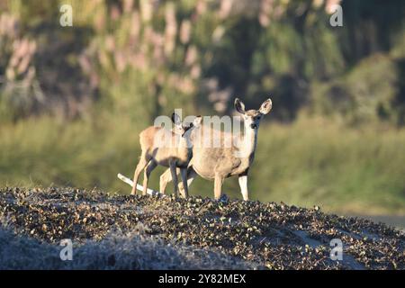 Zwei Schwarzwedelhirsche, eine Rehkuh und ein Rehkitz grasen während des Sonnenuntergangs am Gualala Point Beach in Kalifornien auf den Dünen. Stockfoto