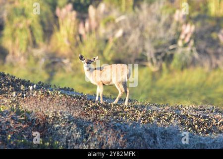 Während des Sonnenuntergangs am Gualala Point Beach in Kalifornien grast ein Rehkitz auf den Dünen. Stockfoto