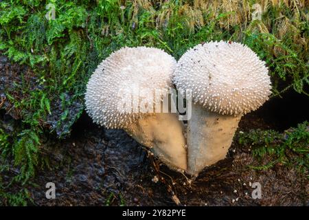 Gewöhnlicher Puffball (Lycoperdon perlatum), zwei Puffbällchen auf verrottendem, gefallenem Baumstamm, England, Großbritannien, im Herbst Stockfoto