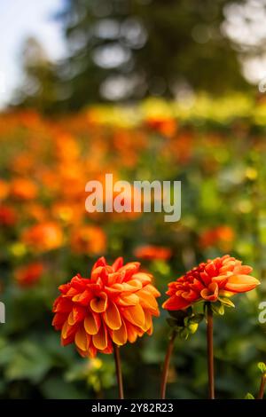 Du wählst Dahlias auf der Lynch Creek Farm auf der Olympic Peninsula, Washington State, USA [keine Veröffentlichungen; nur redaktionelle Lizenzierung] Stockfoto