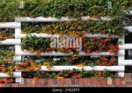 Pyracantha-Orangenbeeren (auch firethorn genannt) und Cotoneaster mit roten Beeren, farbenfrohe Hecke vor einem Haus, England, Großbritannien, im September Stockfoto