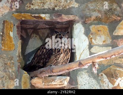 Eurasischer Uhu, Europäischer Uhu, koreanischer Uhu, Uhu, Hibou-Großduc, Bubo Bubo tenuipes, Koreai uhu Stockfoto