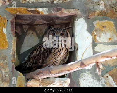 Eurasischer Uhu, Europäischer Uhu, koreanischer Uhu, Uhu, Hibou-Großduc, Bubo Bubo tenuipes, Koreai uhu Stockfoto