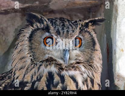 Eurasischer Uhu, Europäischer Uhu, koreanischer Uhu, Uhu, Hibou-Großduc, Bubo Bubo tenuipes, Koreai uhu Stockfoto
