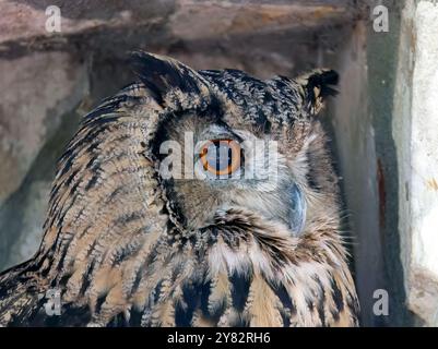 Eurasischer Uhu, Europäischer Uhu, koreanischer Uhu, Uhu, Hibou-Großduc, Bubo Bubo tenuipes, Koreai uhu Stockfoto