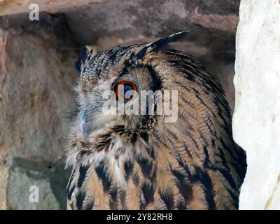 Eurasischer Uhu, Europäischer Uhu, koreanischer Uhu, Uhu, Hibou-Großduc, Bubo Bubo tenuipes, Koreai uhu Stockfoto