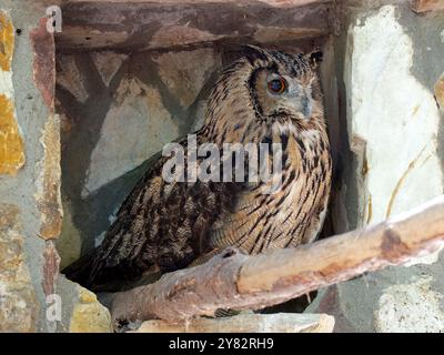 Eurasischer Uhu, Europäischer Uhu, koreanischer Uhu, Uhu, Hibou-Großduc, Bubo Bubo tenuipes, Koreai uhu Stockfoto