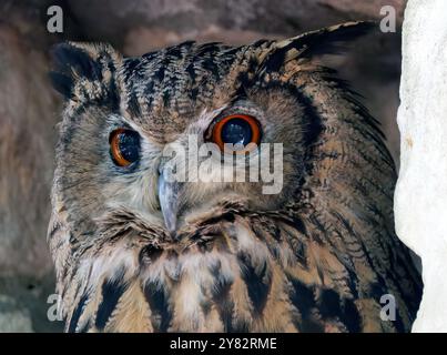 Eurasischer Uhu, Europäischer Uhu, koreanischer Uhu, Uhu, Hibou-Großduc, Bubo Bubo tenuipes, Koreai uhu Stockfoto