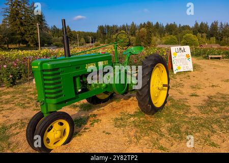 Du wählst Dahlias auf der Lynch Creek Farm auf der Olympic Peninsula, Washington State, USA [keine Veröffentlichungen; nur redaktionelle Lizenzierung] Stockfoto