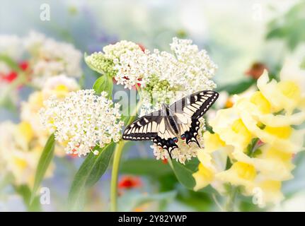 Makro eines Oregons Schwalbenschwanz-Schmetterlings (papilio bairdii oregonius), der sich von einem Sumpfmilchweed (asclepias incarnata) umgeben von Blumen ernährt Stockfoto