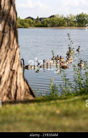 Eine Gruppe kanadischer Gänse schwimmt während des Hochsommers anmutig über einem ruhigen See von Alberta, umgeben von der natürlichen Schönheit üppiger Vegetation. Stockfoto