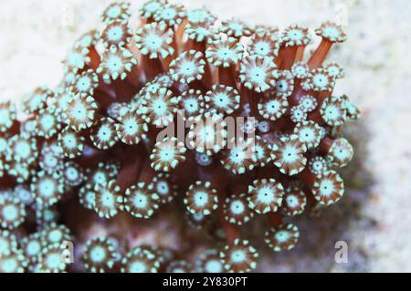 Green Daisy Coral, Alveopora spp Stockfoto