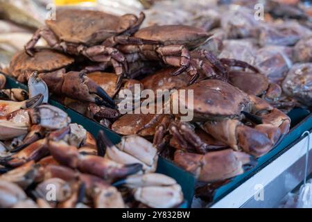 Schließen Sie braune Krebse an einem Marktstand. Schließen Sie braune Krebse an einem Marktstand. Krebstiere, Muscheln, Meeresfrüchte. Haagse Market in den Haag, Niederlande. niederlande den haag B97A7014 Stockfoto