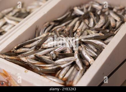 Sprotten, Sardinen in einer coolen Box. Sprotten, Sardinen in einer coolen Box. Haagse Market in den Haag, Niederlande. niederlande haagse markt B97A7012 Stockfoto