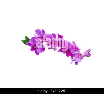 Aus violetten Phalaenopsis-Hybriden, auch bekannt als Mottenorchiden, mit Beschneidungspfaden auf weißem Hintergrund. Die eleganten Blüten zeichnen sich durch weiche, geschwungene Formen aus Stockfoto