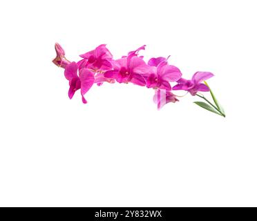 Aus violetten Phalaenopsis-Hybriden, auch bekannt als Mottenorchiden, mit Beschneidungspfaden auf weißem Hintergrund. Die eleganten Blüten zeichnen sich durch weiche, geschwungene Formen aus Stockfoto