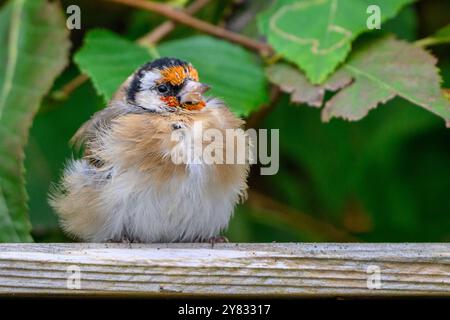 Junger, flauschiger Goldfink-Vogel, der auf der Höhe sitzt Stockfoto