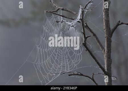 Ein Spinnennetz um einen Baum mit verwickelten Überresten um verschiedene Äste. Stockfoto