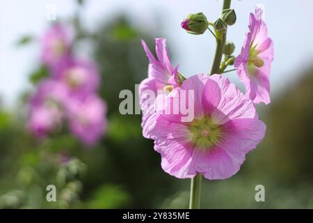 Blühende rosa Hollyhockblüte in der Natur. Nahaufnahme, selektiver Fokus auf rosa Hollyhock-Blüte. Stockfoto