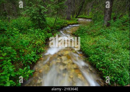 Gebirgsbach, der durch dichten Wald in den Kanadischen Rockies fließt, Banff, Alberta Stockfoto