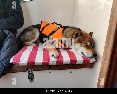 Shiba Inu Hund in einer Schwimmweste, schlafend auf Kissen in einem Segelboot, Finnland Stockfoto