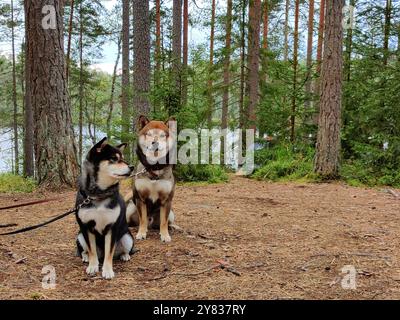 Zwei Hunde, japanische Shiba Inu Rasse und Natur, Haustiere im Freien, im sonnigen Sommerwald in Nuuksio, Finnland, Europa Stockfoto