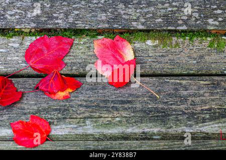 Rote Blätter auf einer Holzbank in Van Dusen Gardens Vancouver Kanada Stockfoto