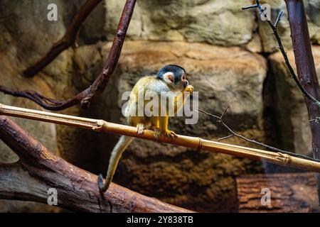 Eichhörnchenaffen mit schwarzem Deckel [Saimiri boliviensis] Stockfoto