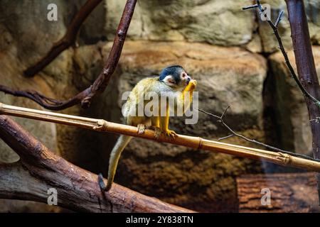 Eichhörnchenaffen mit schwarzem Deckel [Saimiri boliviensis] Stockfoto