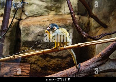 Eichhörnchenaffen mit schwarzem Deckel [Saimiri boliviensis] Stockfoto